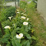 Grandma's Garden House 別荘 アンジェーラ