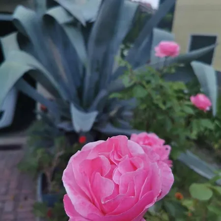 Grandma's Garden House *