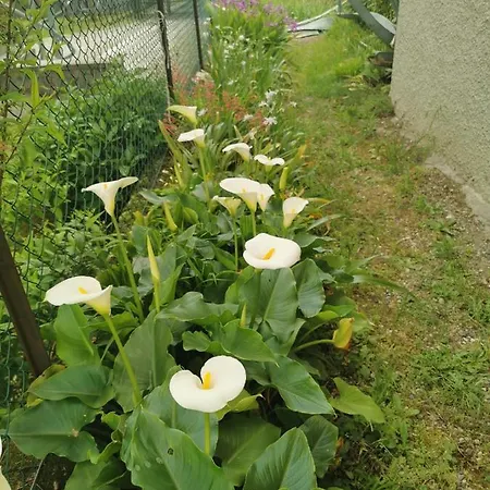 Grandma's Garden House Holiday home Angera