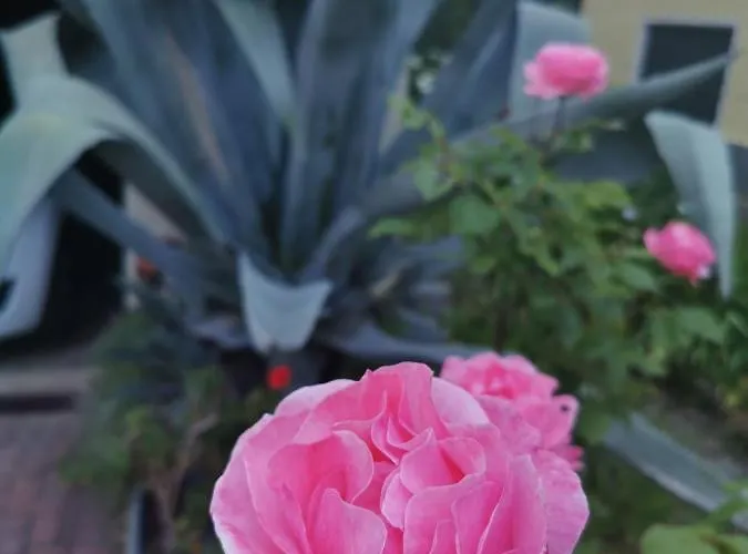 Grandma's Garden House *