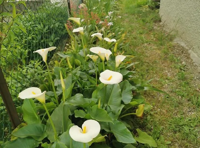 Grandma's Garden House 펜션 안게라